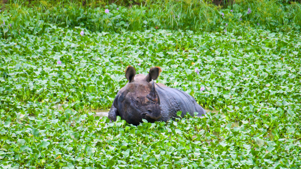 nepal chitwan