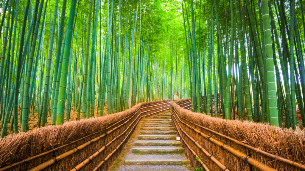 Giappone Arashiyama